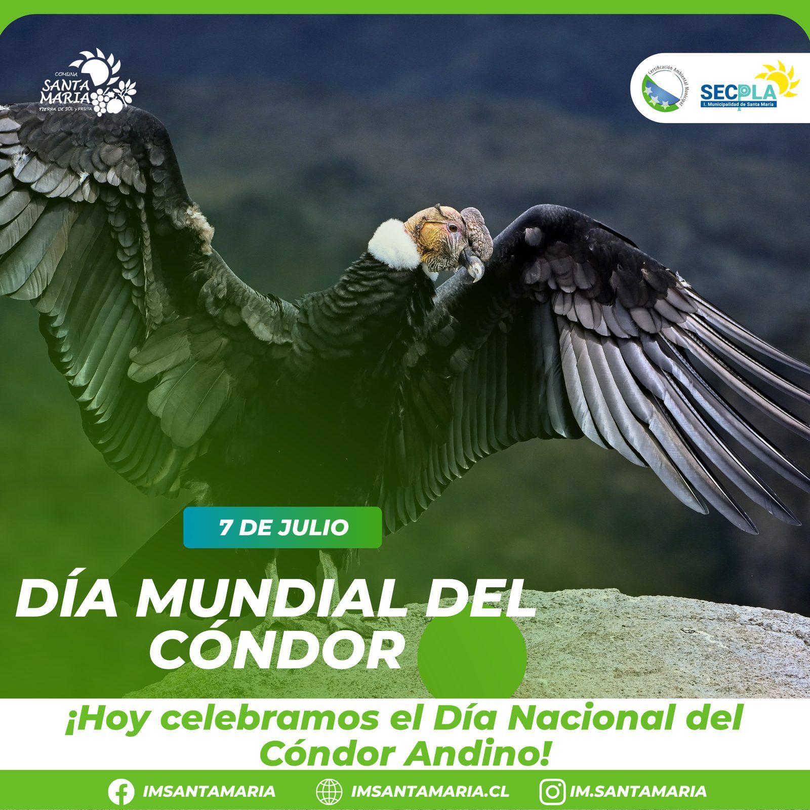 7 de Julio | Día Mundial del Cóndor