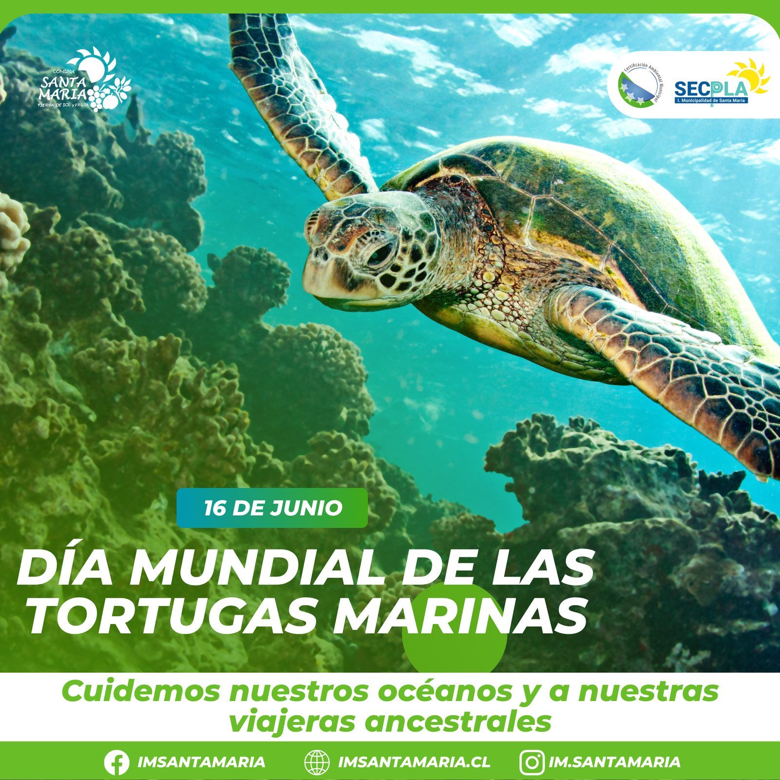 16 de junio | Día Mundial de las Tortugas Marinas