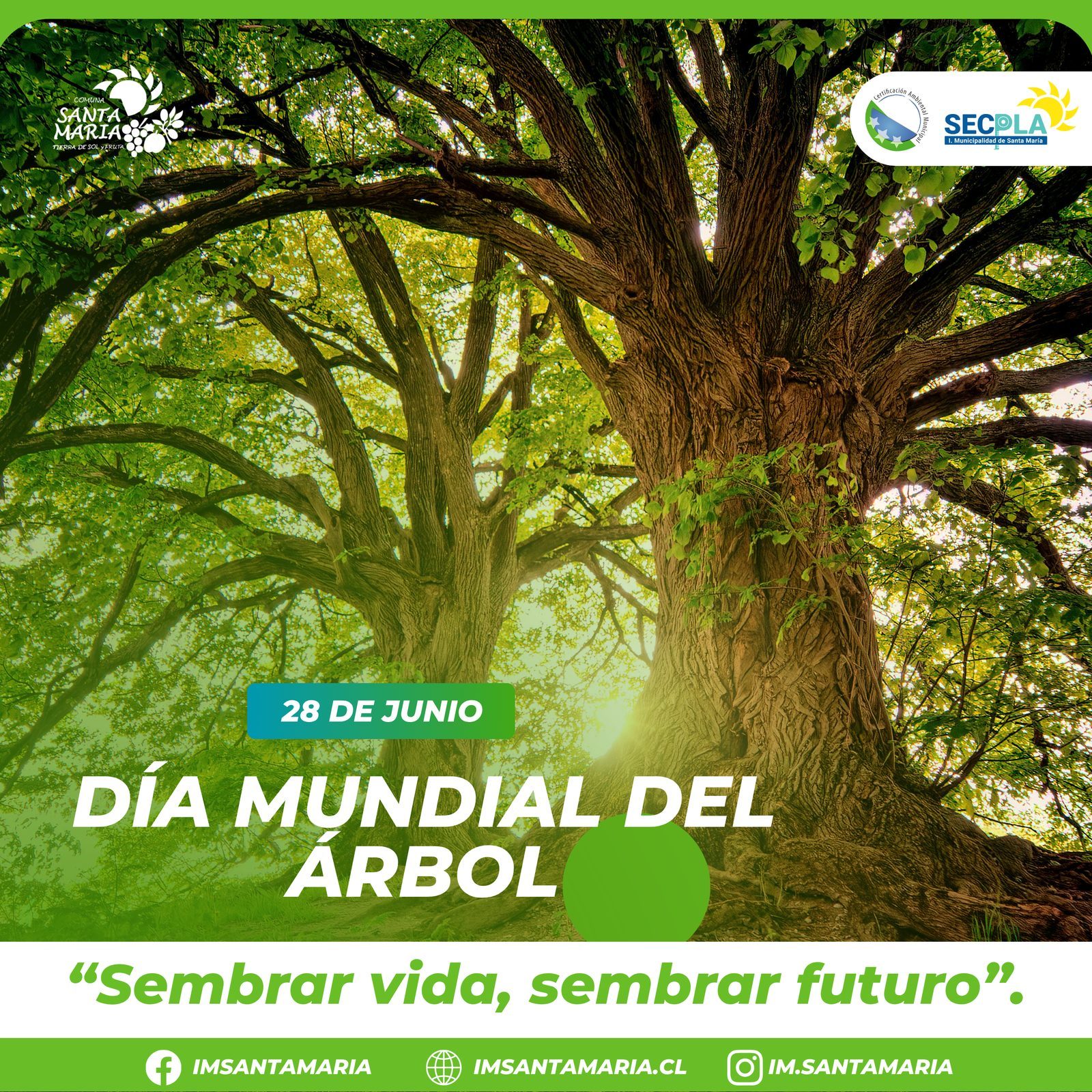 28 de Junio | Día Mundial del Árbol