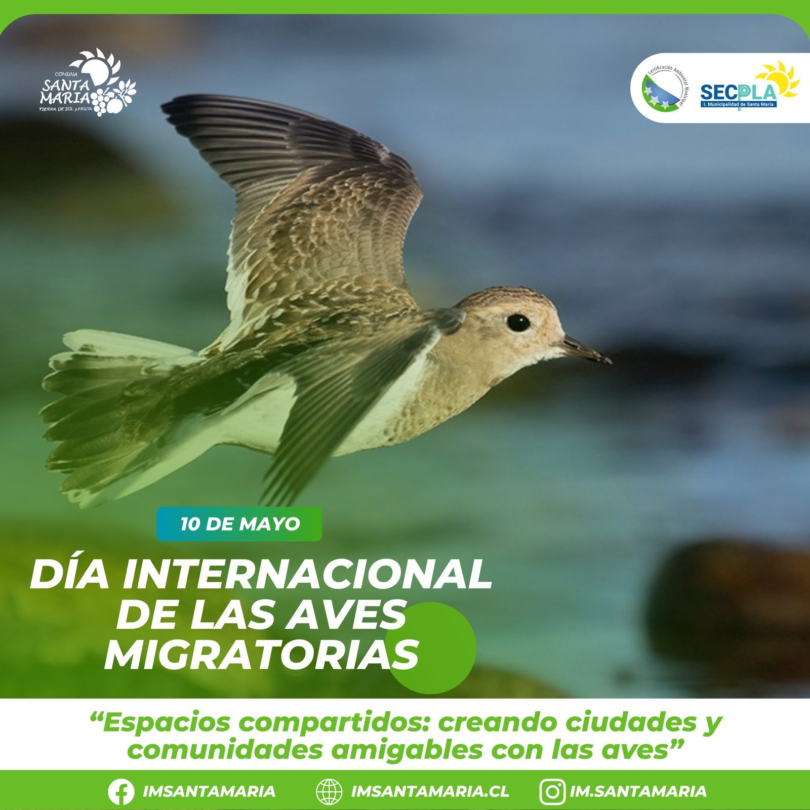 10 de Mayo Día internacional de las aves migratorias