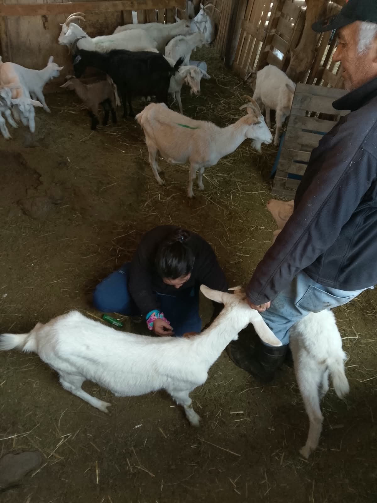 Municipio y Programa Prodesal protegen la salud de más de 700 cabras en exitoso operativo veterinario rural